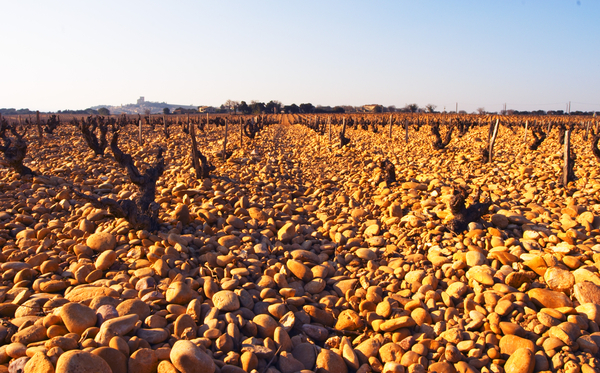 Vineyard with galet stones in the southern Rhone Valley