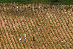 spraying in a vineyard