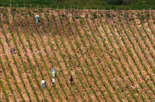 Working in a steep vineyard