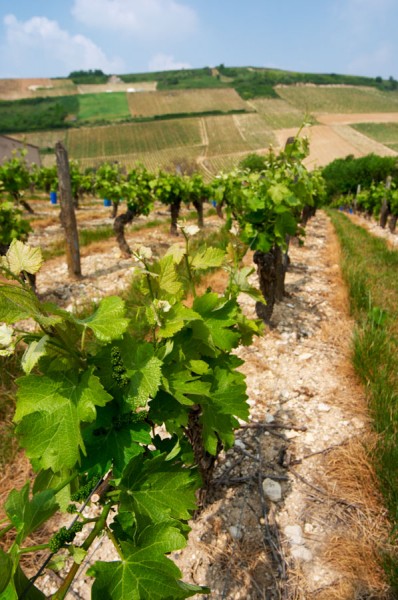 Vines in a steep vineyard