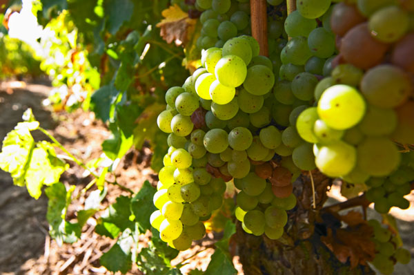 Ripe sauvignon blanc grapes in the vineyard