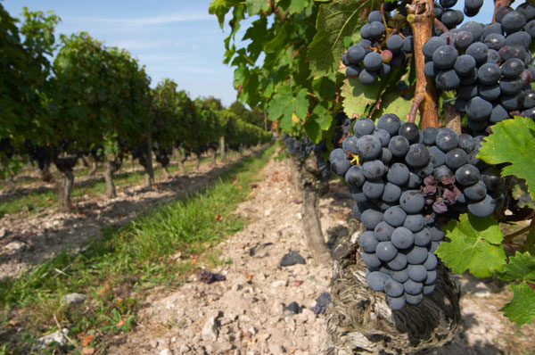 Bunches of ripe grapes, cabernet franc, in the vineyard
