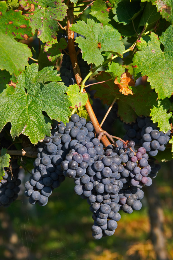 Bunches of ripe grapes, cabernet franc