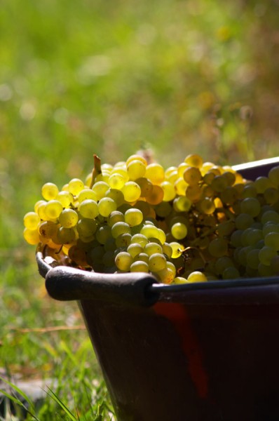 Hand picked grapes, chenin blanc