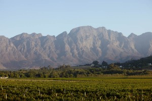 vineyard landscape in south africa