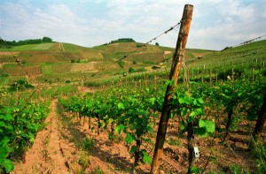 alsace vineyards