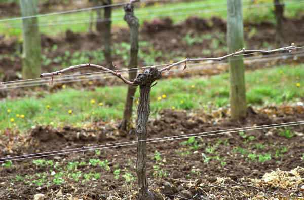 Guyot double pruned vines in the vineyard