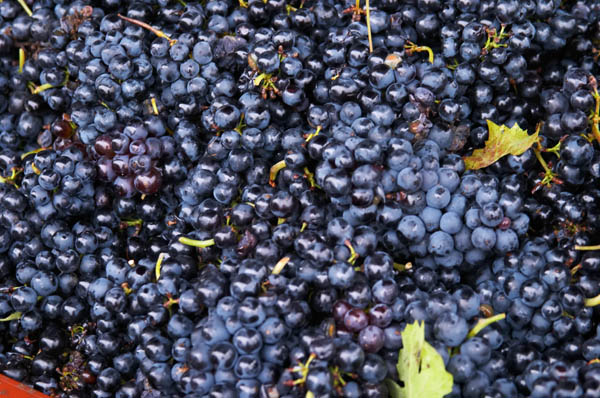 Grapes just harvested