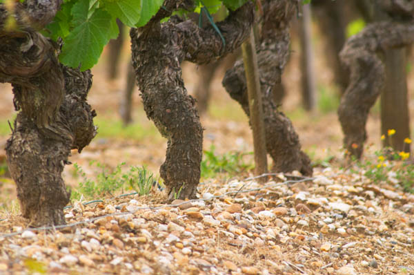 Gravely Graves soil in the vineyard