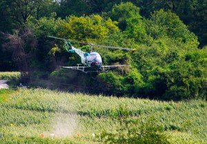 helicopter spraying in the vineyard