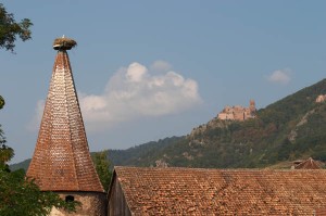 vineyards storks and roofs in alsace