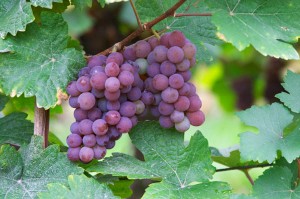 Pinot gris grapes in the vineyard