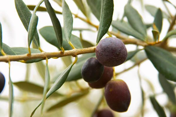 Olives on an olive tree branch