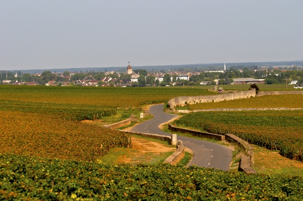 Winding road through the vineyard