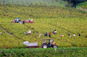 Harvest workers picking grapes.