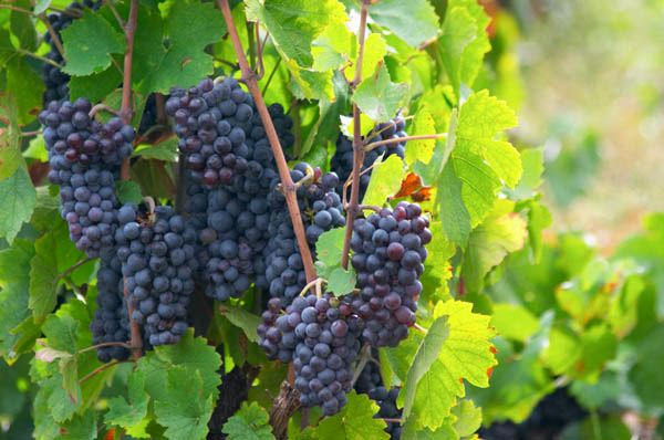 Gamay grapes on the vine in the vineyard