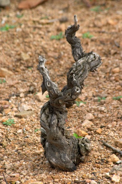 A dead gamay vine