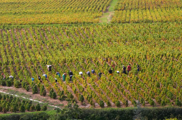 Harvest workers in the vineyard