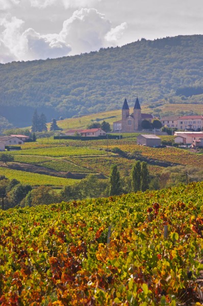 Vineyards and the village with church. Morgon, Beaujolais