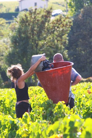 Harvesting gamay in a Beaujolais vineyard