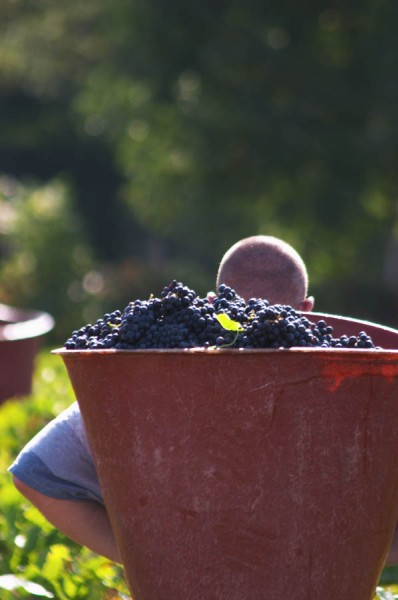 Harvesting gamay in a Beaujolais vineyard