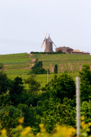 The windmill at Moulin a Vent in Beaujolais