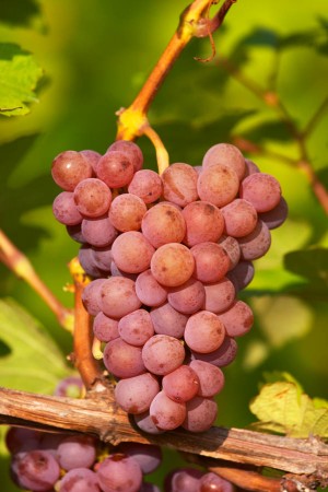 Gewurztraminer grapes in the vineyard