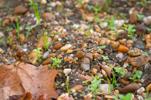 Gravely soil, Graves, Bordeaux