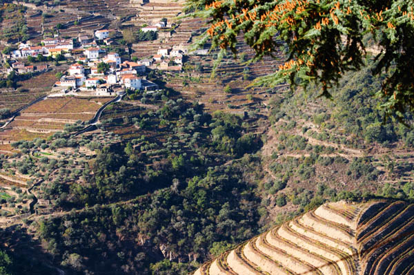 Vineyards in the Douro