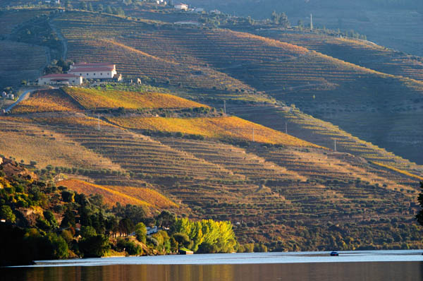Vineyards and a quinta long the Douro river