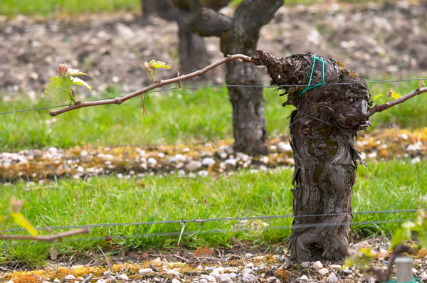 An old Guyot trained vine on gravely soil