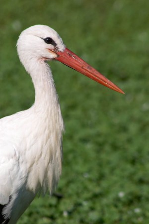 A stork