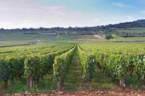 burgundy vineyards