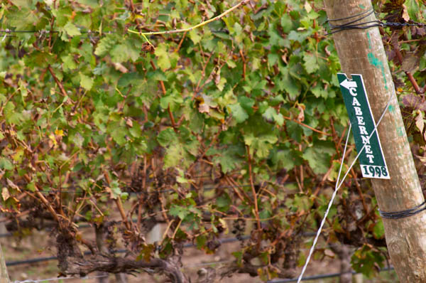 Vineyard. Cabernet Sauvignon vines. Bacalhoa Vinhos, Azeitao, Portugal