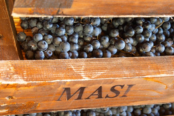 Grapes for amarone in appassimento