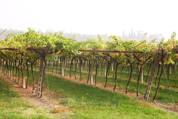 Masi's "Dante Alighieri vineyard" in Valpolicella