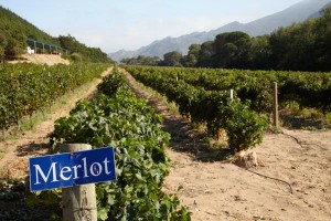 Vineyard in Franschhoek with merlot at Rickety Bridge