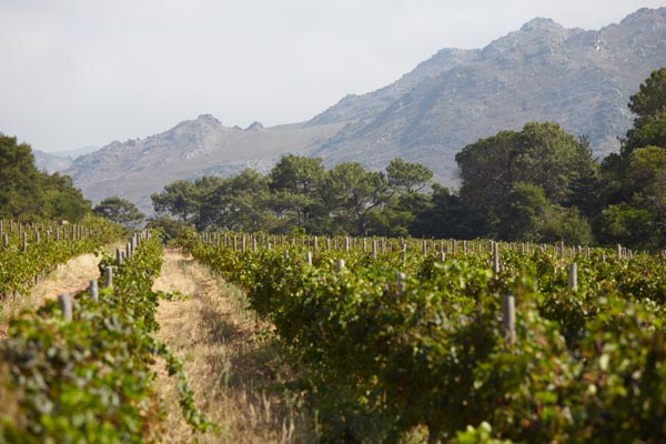 Vineyard in Franschhoek at Rickety Bridge