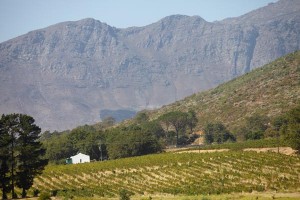 vineyards and landscape in south africa