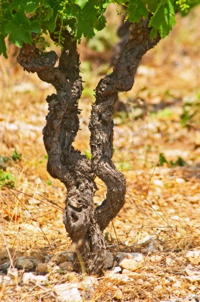 An old grenache vine