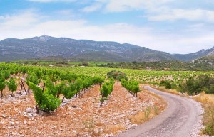 Country road and vineyards in Languedoc