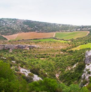 vineyards languedoc