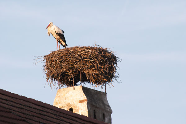 A stork close to the Neusiedlersee, Austria