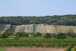 Vineyards around Neusiedlersee in Austria