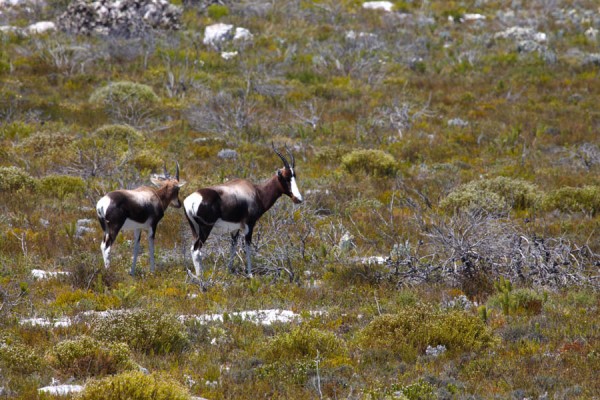 Wild South African bleesbuck