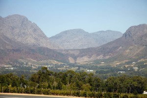 vineyard landscape in franschhoek