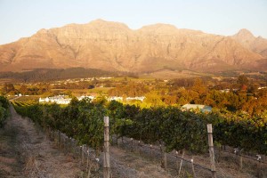 vineyard landscape in south africa