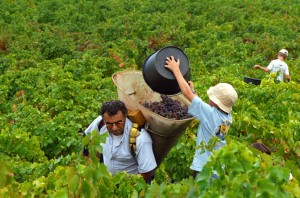 harvest in the vineyard