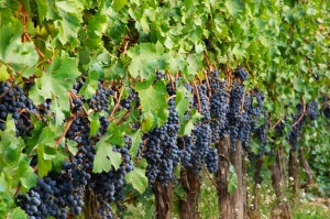 tempranillo in penedes