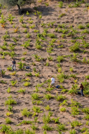 vineyards in priorat